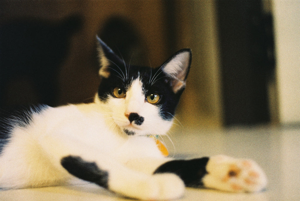 HARMAN PHOENIX 200 II