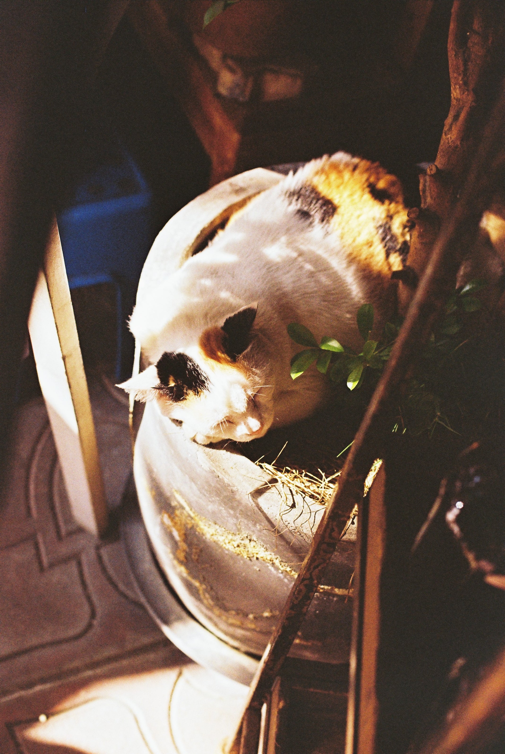 KODAK GOLD 200 EASTMAN