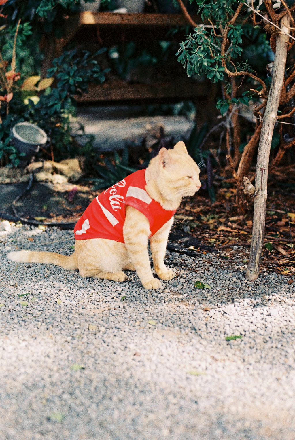 LOMOCHROME CLASSICOLOR 200